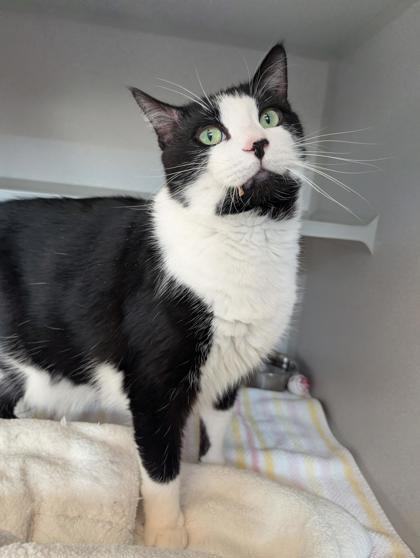 Buttons, a Adoptable Domestic Short Hair in Bensalem, PA image 2/3