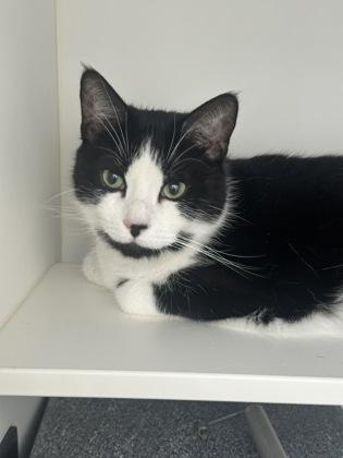 Buttons, Adoptable, Adult Male Domestic Short Hair & Domestic Short Hair.