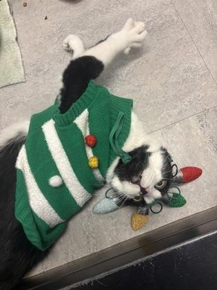 Enlarge Buttons, a Adoptable Domestic Short Hair in Bensalem, PA image 3/3