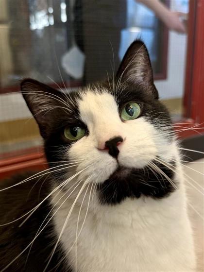 Buttons, a Adoptable Domestic Short Hair in Bensalem, PA image 3/5