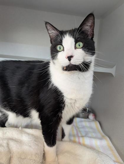 Buttons, a Adoptable Domestic Short Hair in Bensalem, PA image 3/3