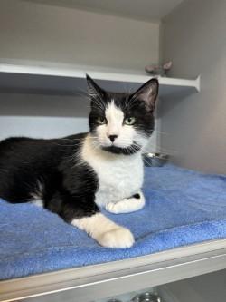 Enlarge Buttons, a Adoptable Domestic Short Hair in Bensalem, PA image 2/3