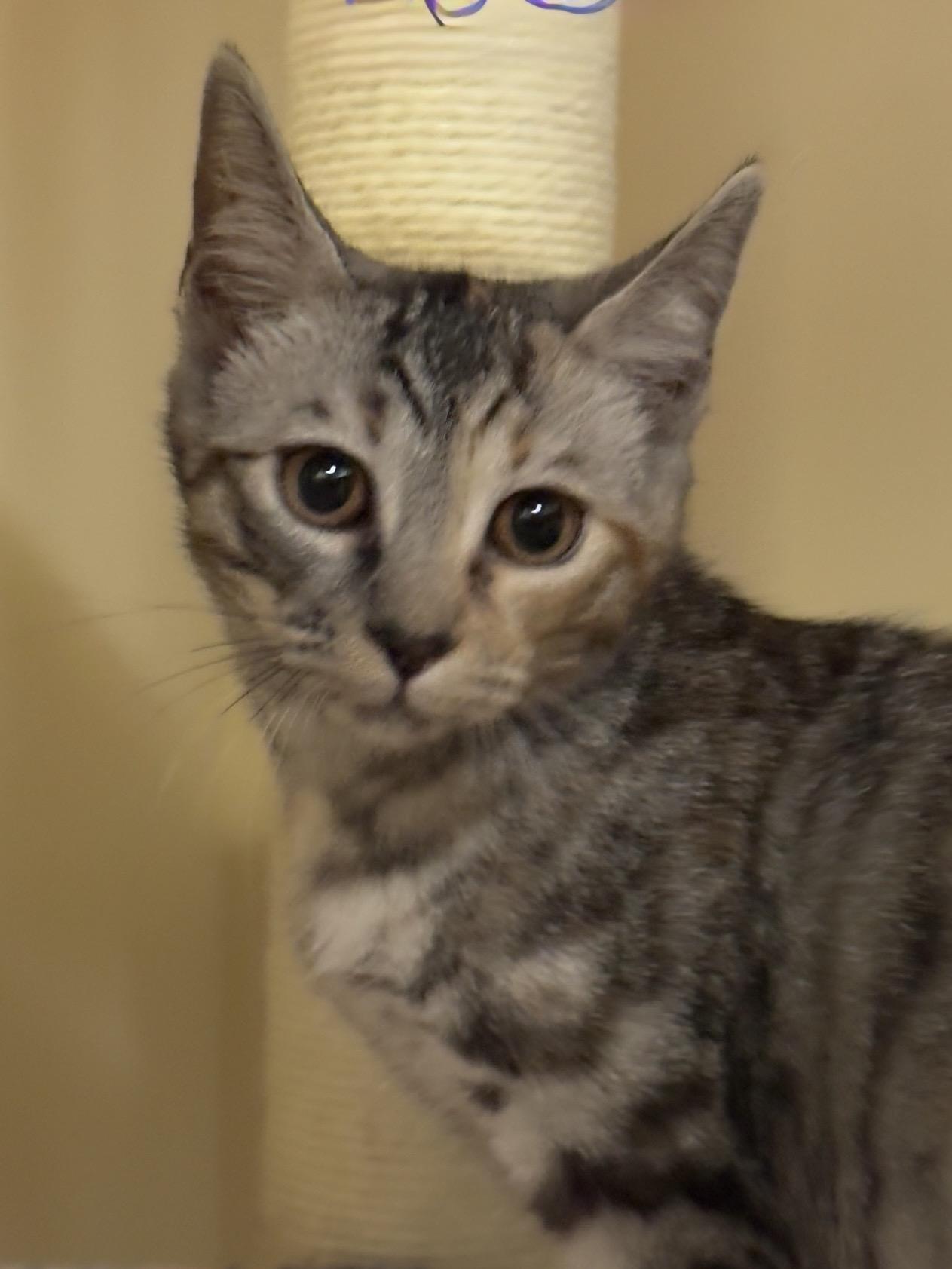 Enlarge Dorothy, a Adoptable Dilute Tortoiseshell in Petaluma, CA image 1/3