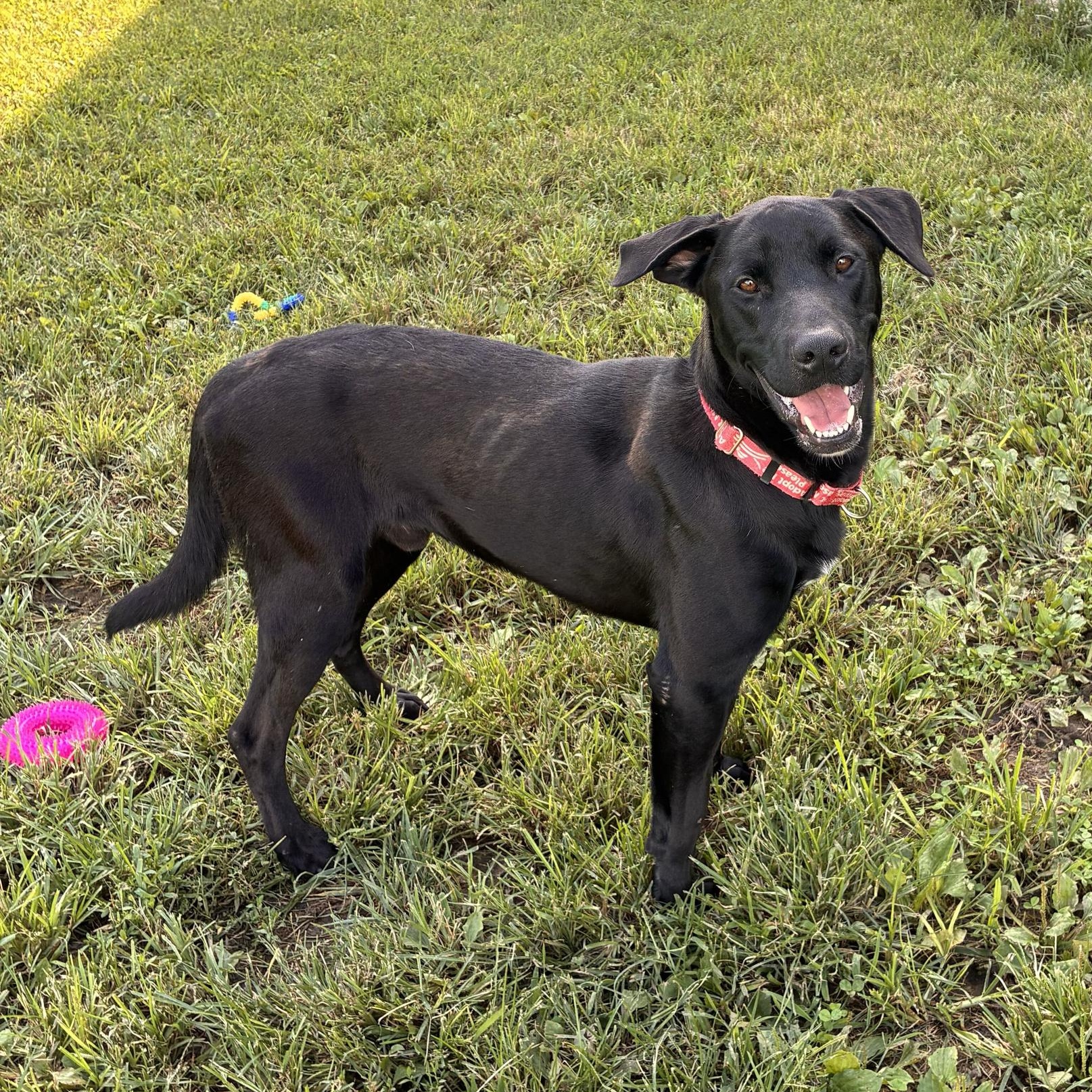 Gambit, adopted, Young Male Great Dane.