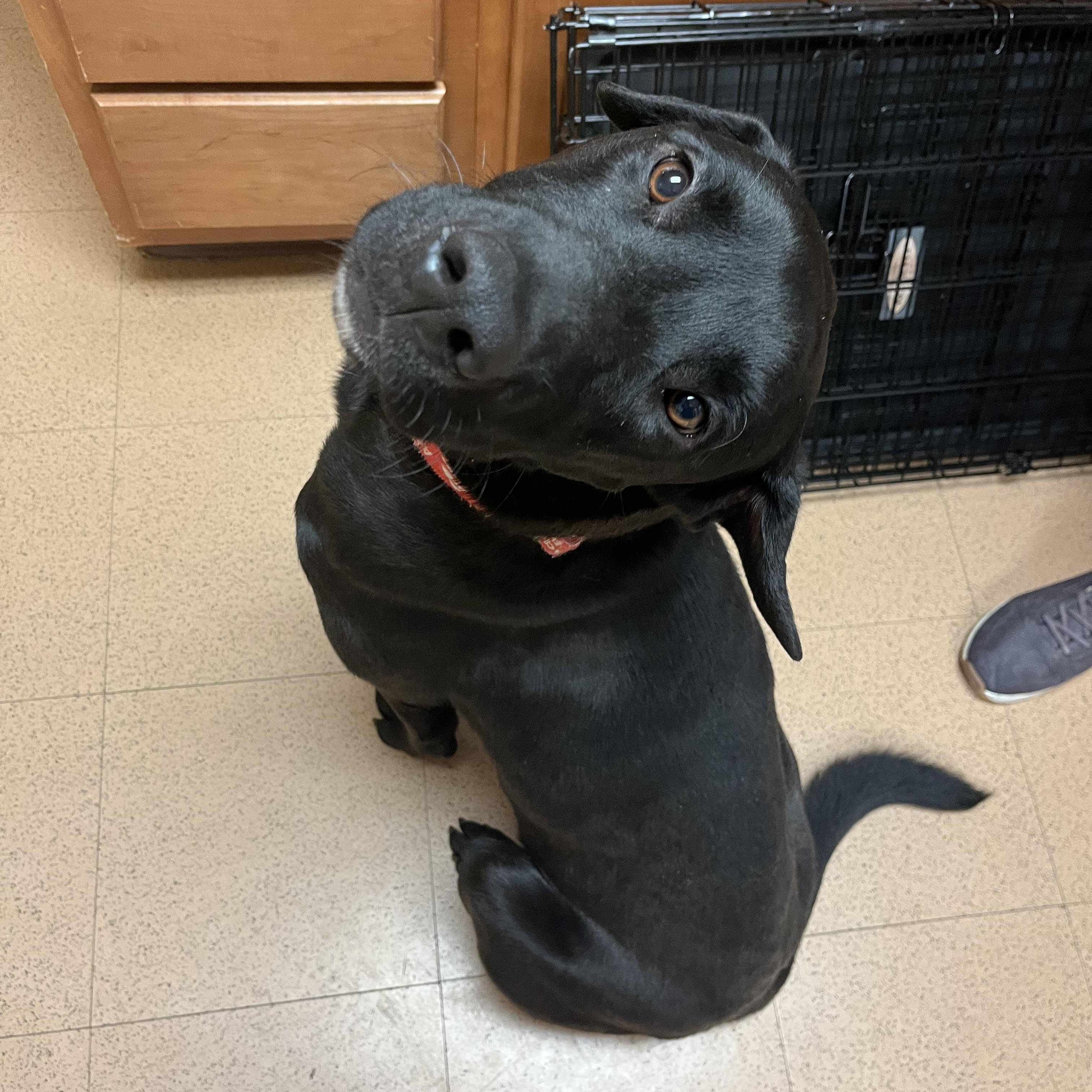 Gambit, an adopted mixed breed in Monroe, OH image 5/6