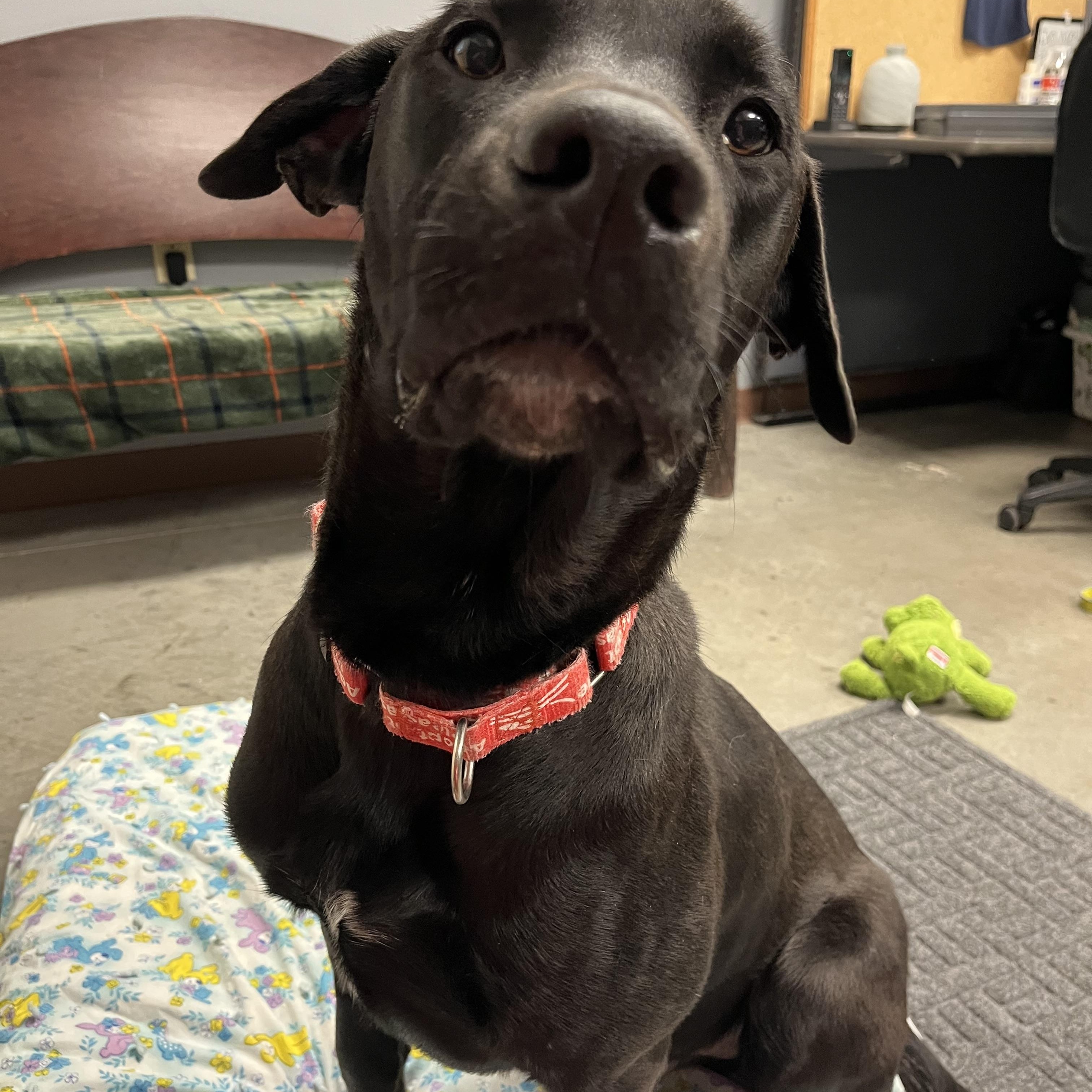 Gambit, an adopted mixed breed in Monroe, OH image 4/6