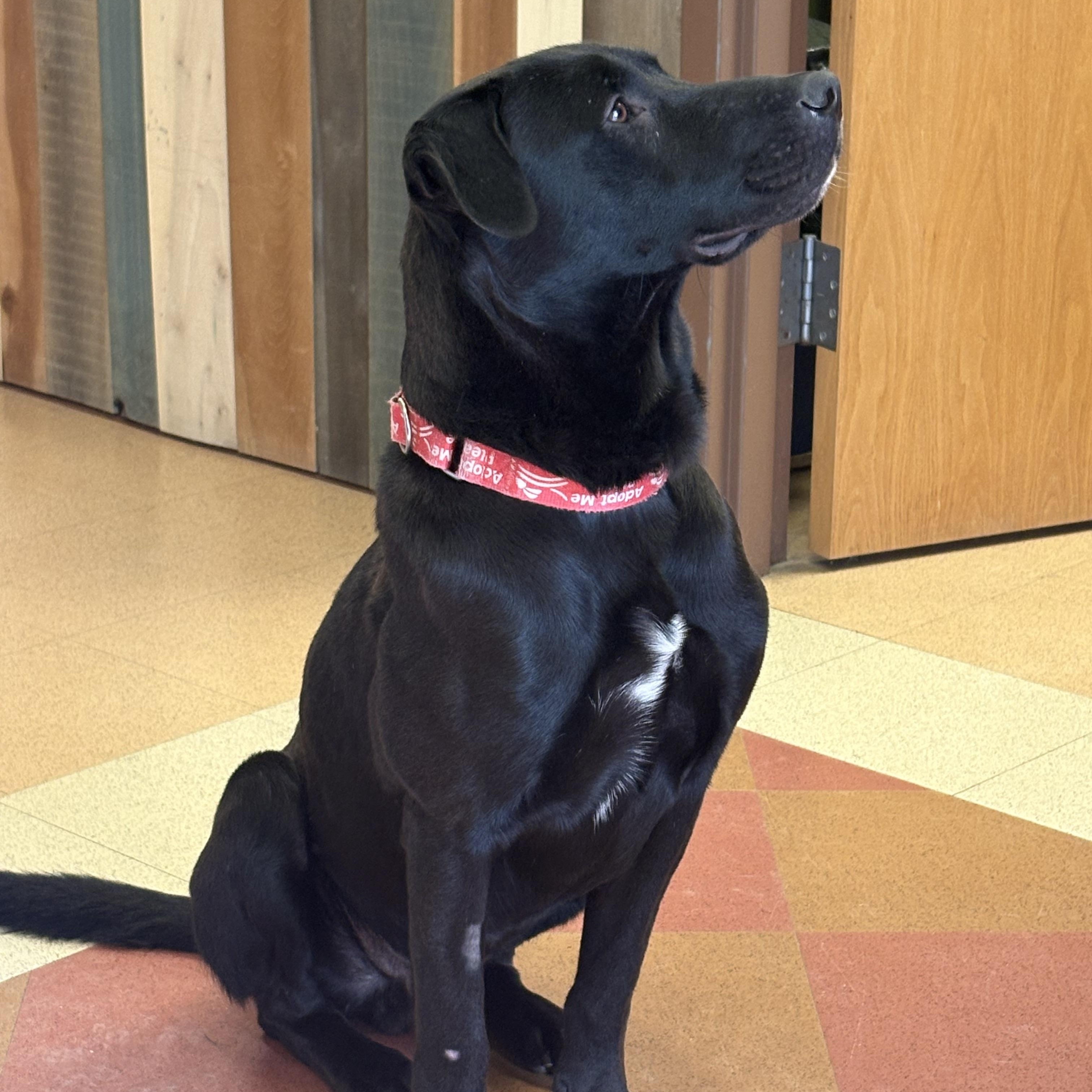 Gambit, an adopted mixed breed in Monroe, OH image 3/6