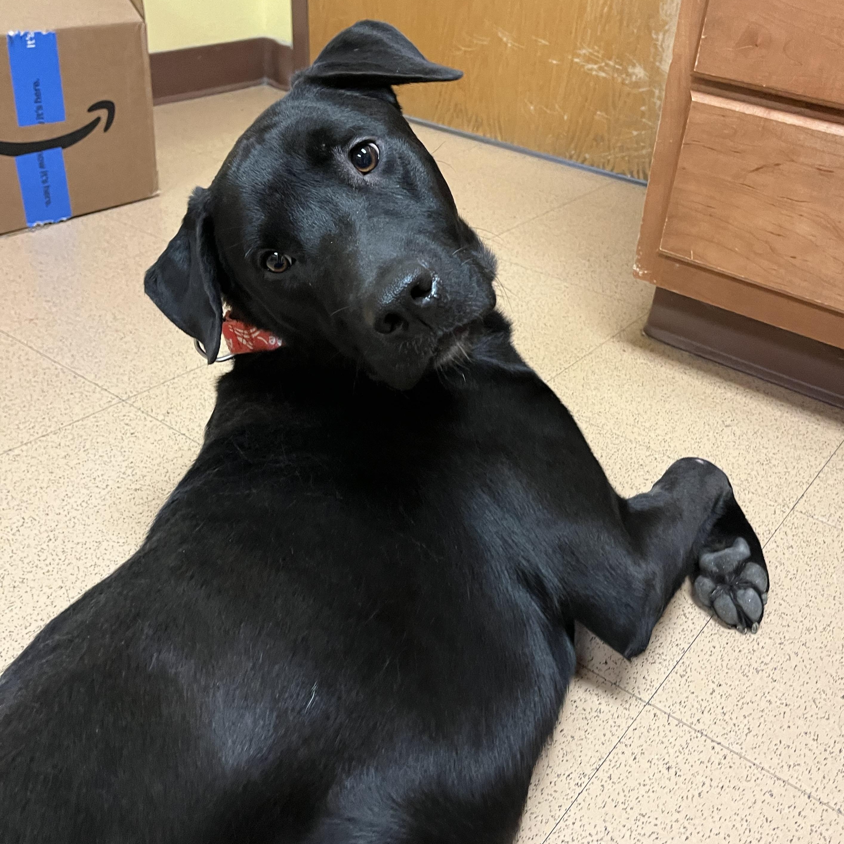 Gambit, an adopted mixed breed in Monroe, OH image 6/6