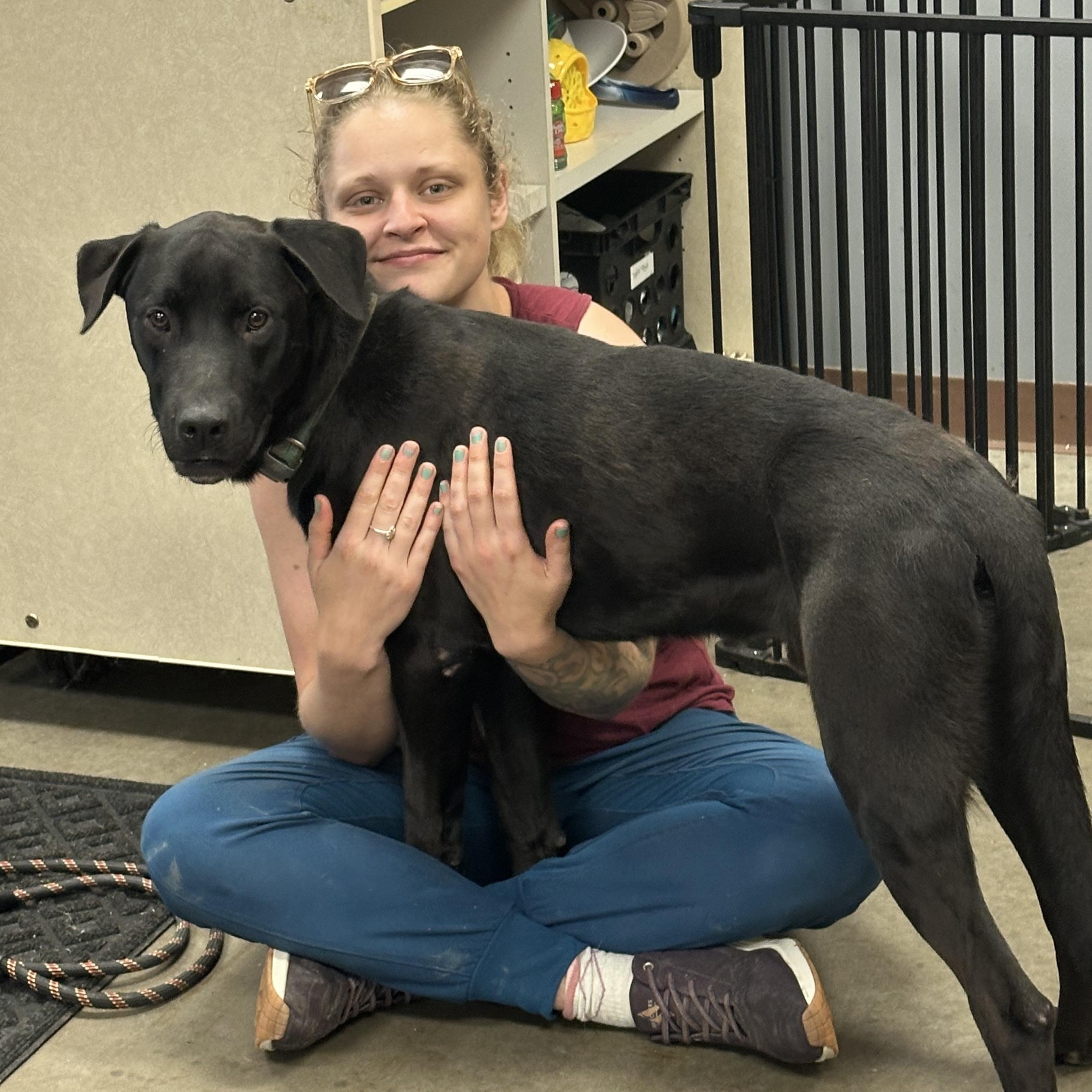 Gambit, an adopted mixed breed in Monroe, OH image 2/6