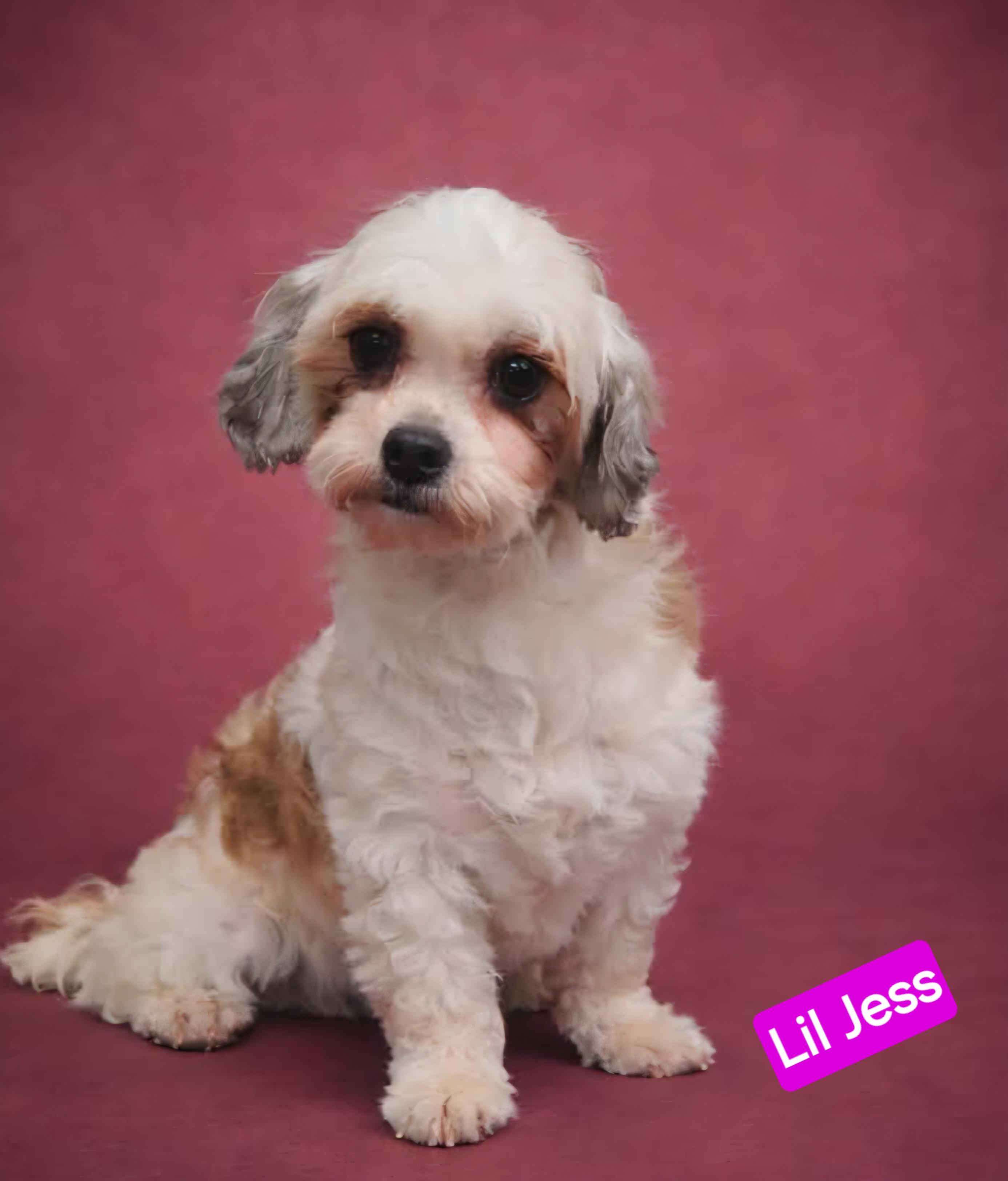 Enlarge Little Jess, an adopted Shih Tzu in Wheelersburg, OH image 1/2