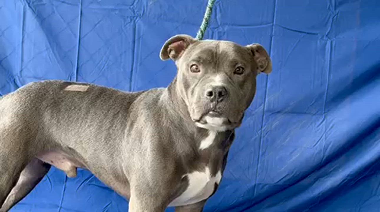 Enlarge Smokey | Courtesy post, a Adoptable Pit Bull Terrier video 4/5
