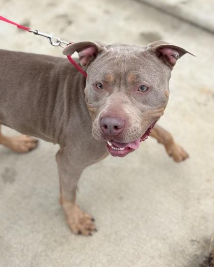 Pebbles, Adoptable, Adult Female Mixed Breed & Mixed Breed.