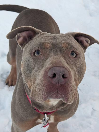 Enlarge Pebbles, a Adoptable mixed breed in Fairfax, VA image 2/3
