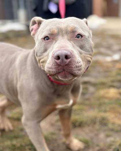 Enlarge Pebbles, a Adoptable mixed breed in Fairfax, VA image 3/3