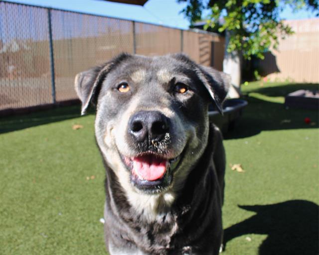 Enlarge DAISY, a Adoptable mixed breed in Chula Vista, CA image 1/1