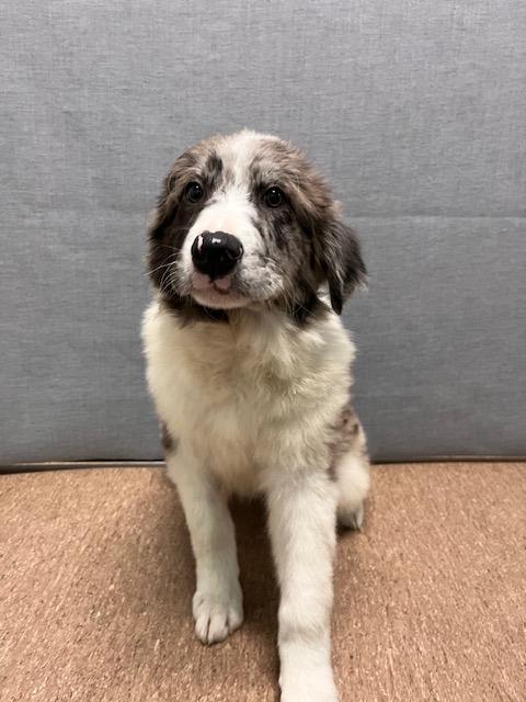 Enlarge Velma, a Adoptable mixed breed in Genoa, IL image 1/1