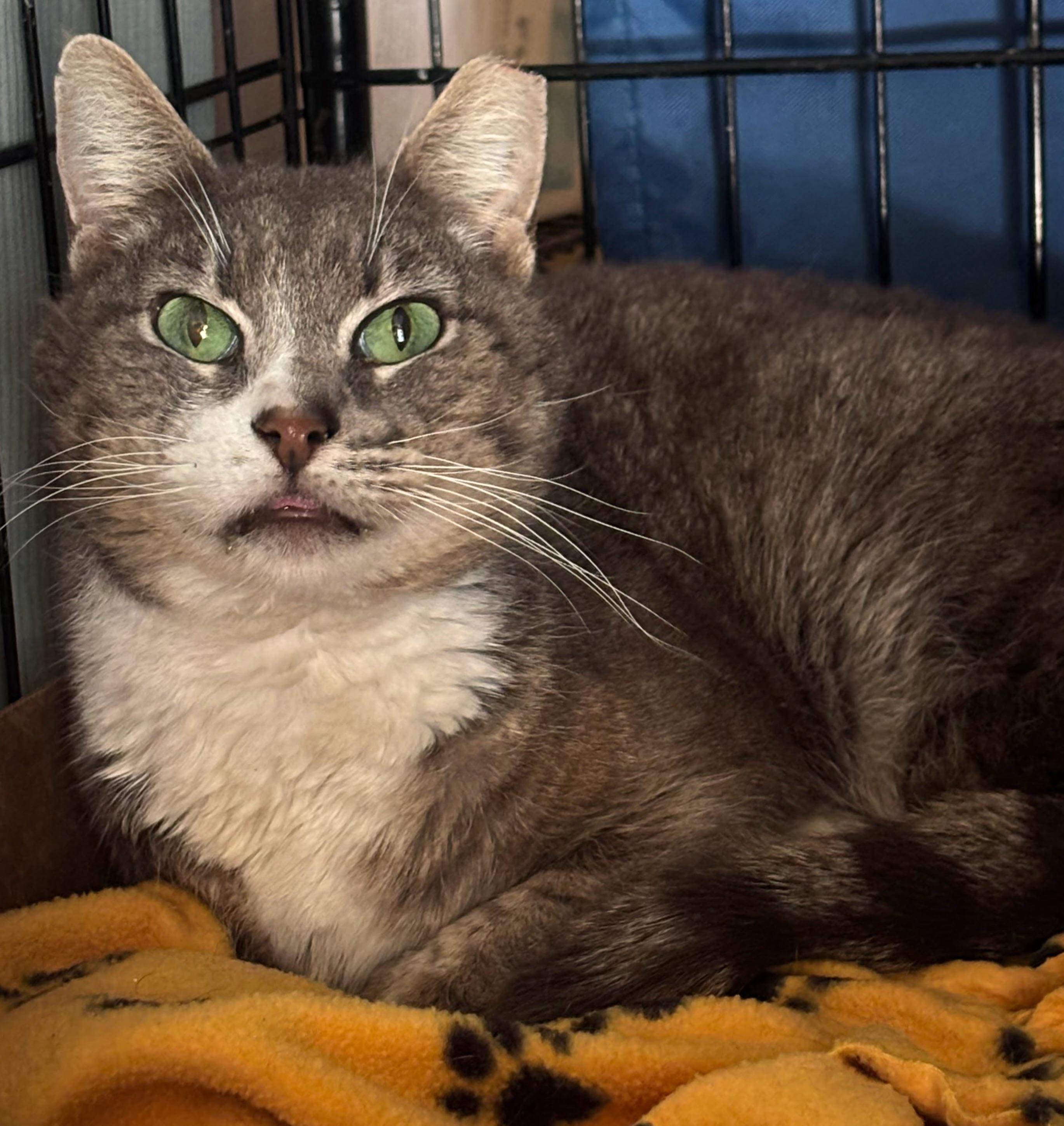 Enlarge Prince, a ADOPTABLE Domestic Short Hair in Pacific Palisades, CA image 1/2