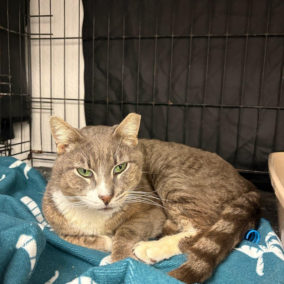 Enlarge Prince, a ADOPTABLE Domestic Short Hair in Pacific Palisades, CA image 2/2