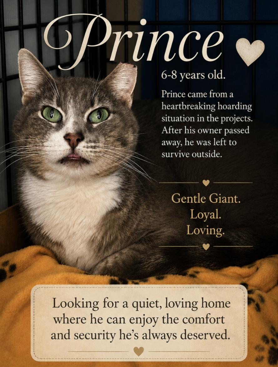 Prince, ADOPTABLE, Adult Male Domestic Short Hair.