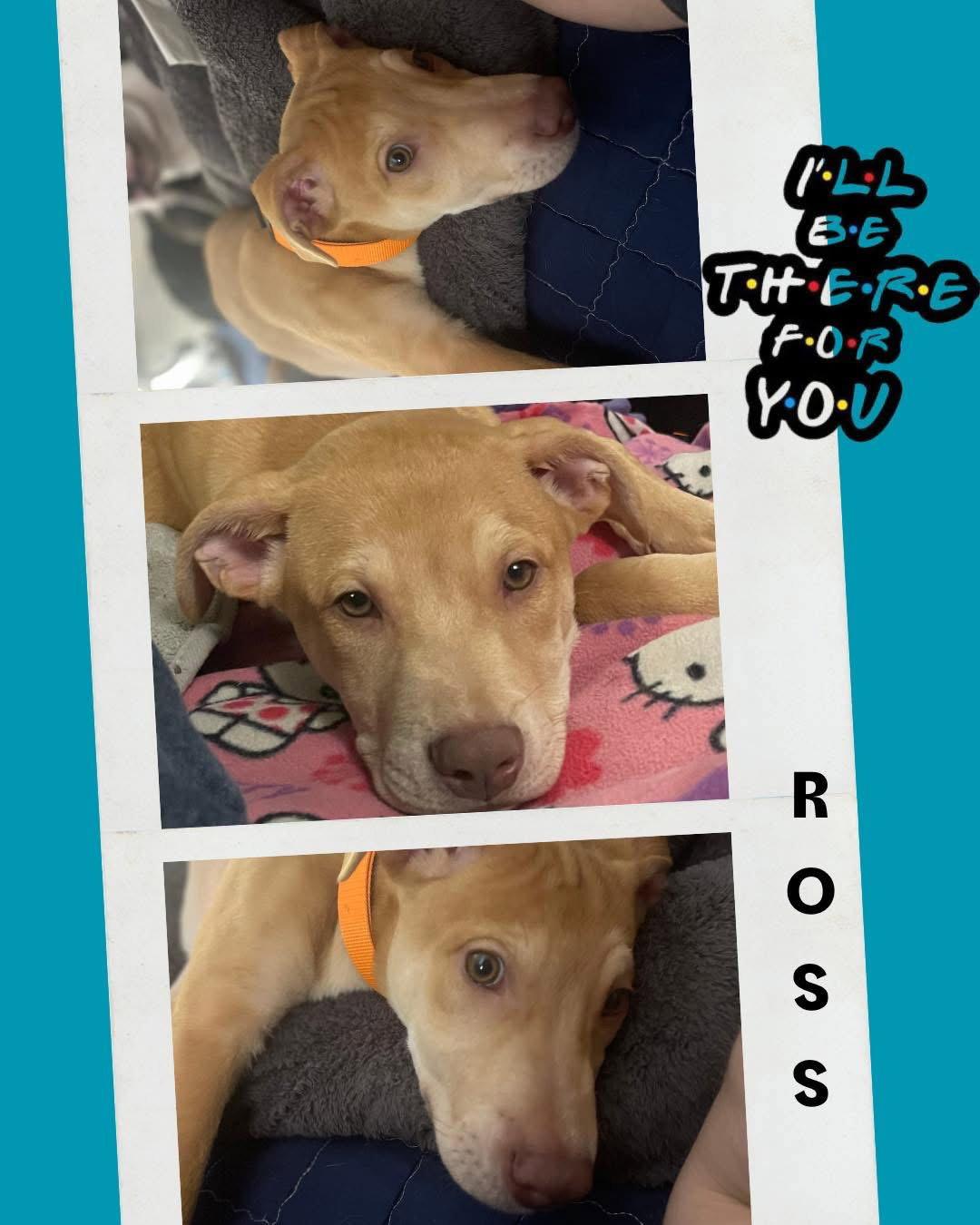 Enlarge Ross, a Adoptable Pit Bull Terrier in Duluth, MN image 1/1