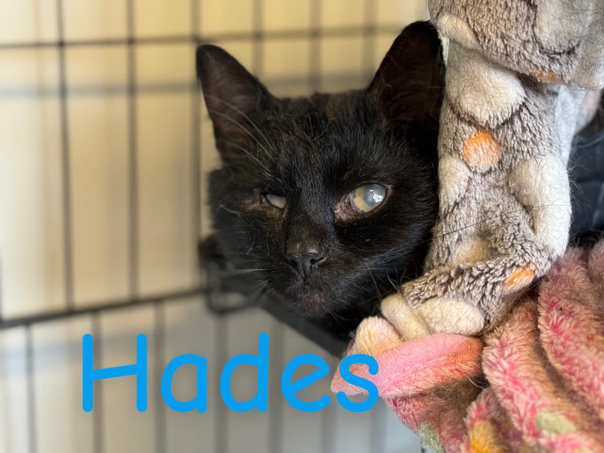 Enlarge Hades, a Adoptable Domestic Short Hair in Winchester, IN image 1/1
