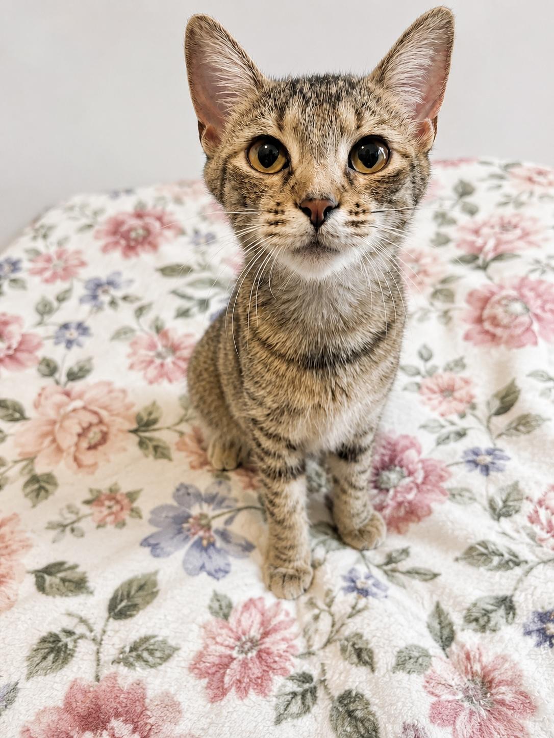 Joni, a ADOPTABLE Tabby in Pickerington, OH image 2/3
