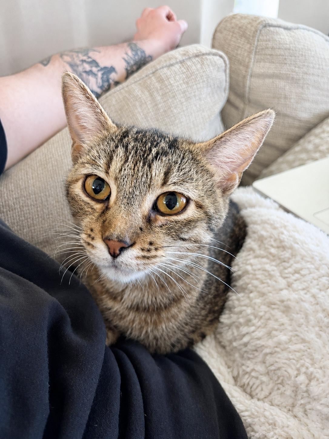 Joni, a ADOPTABLE Tabby in Pickerington, OH image 1/3