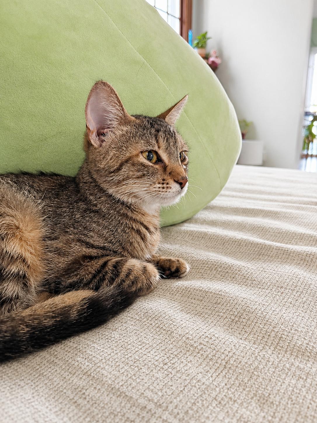 Joni, a ADOPTABLE Tabby in Pickerington, OH image 3/3