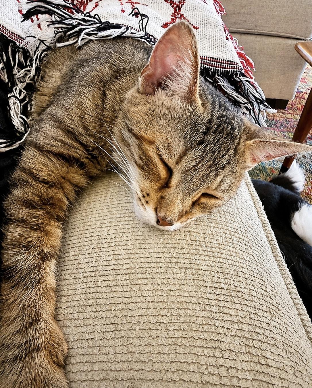 Joni, ADOPTABLE, Young Female Tabby.