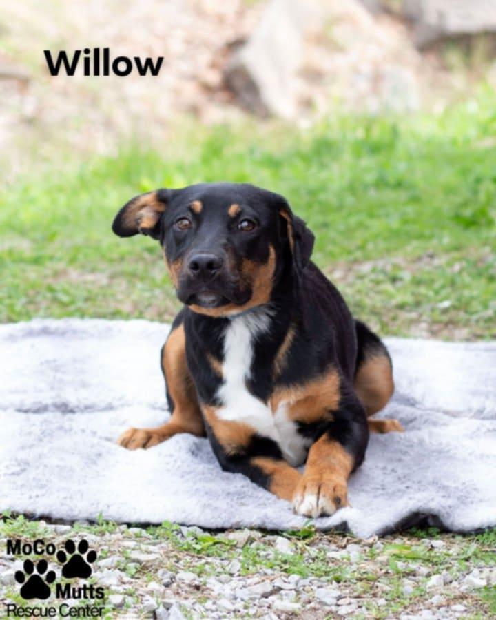 Willow, adopted, Young Female Mixed Breed.