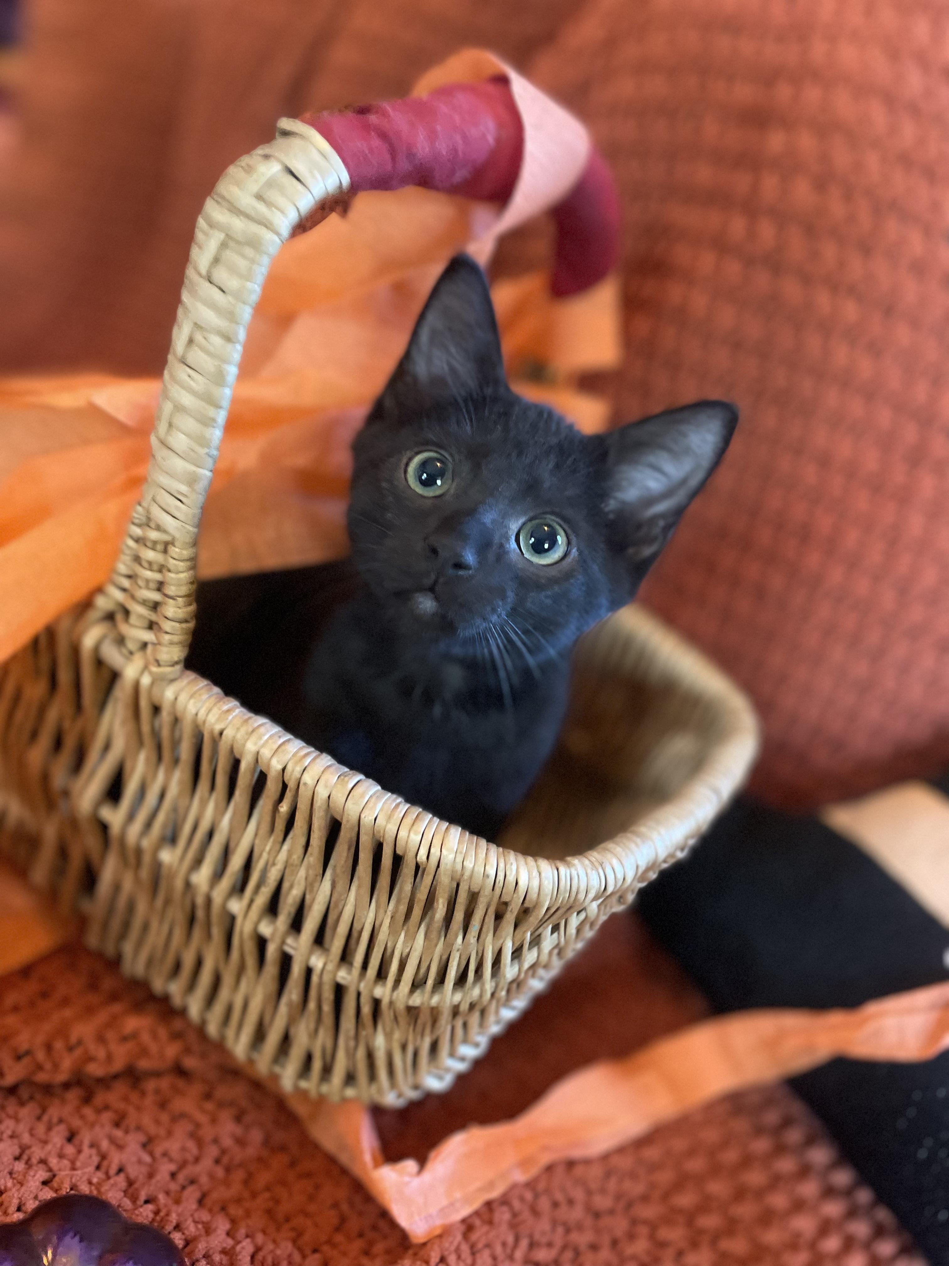 Sasha, Adopted, Kitten Male American Shorthair & Bombay.