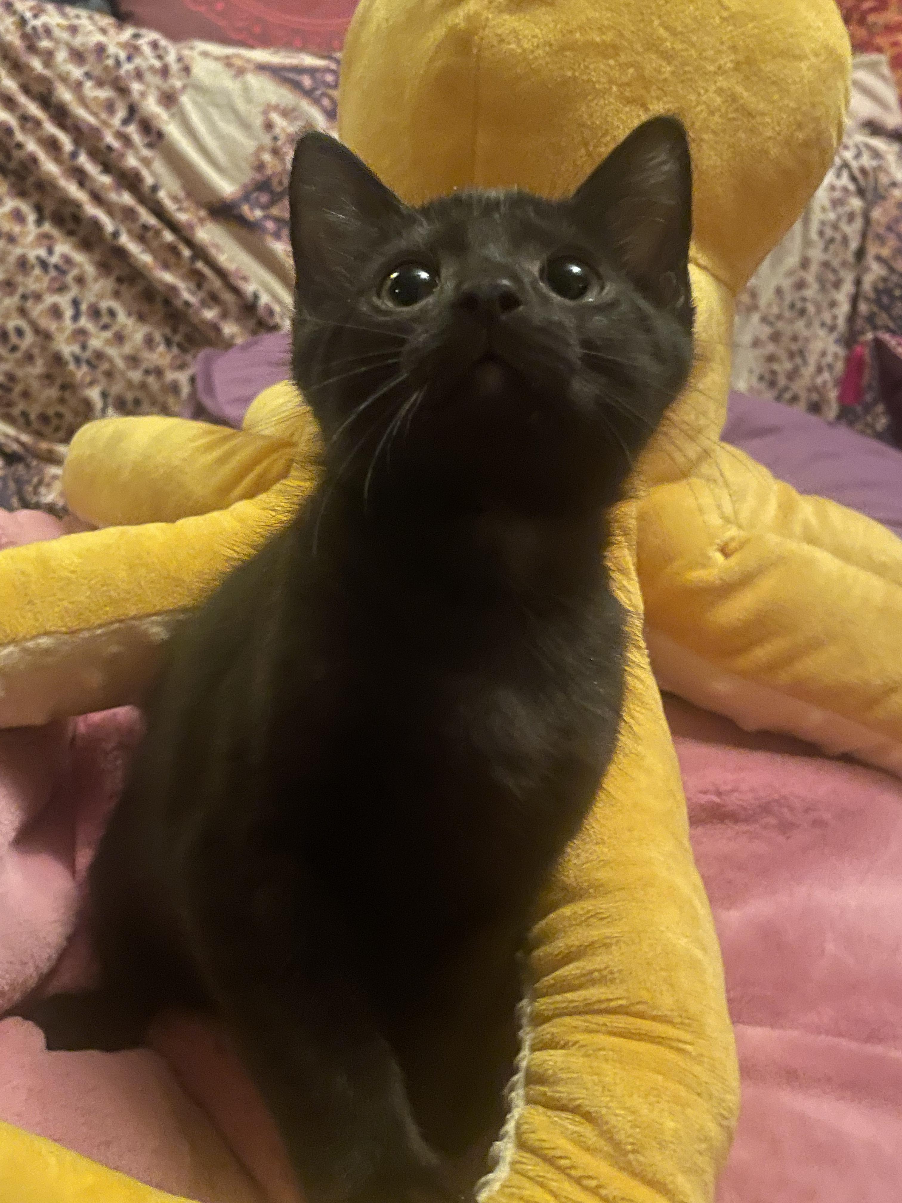 Sasha, Adopted, Kitten Male American Shorthair & Bombay.