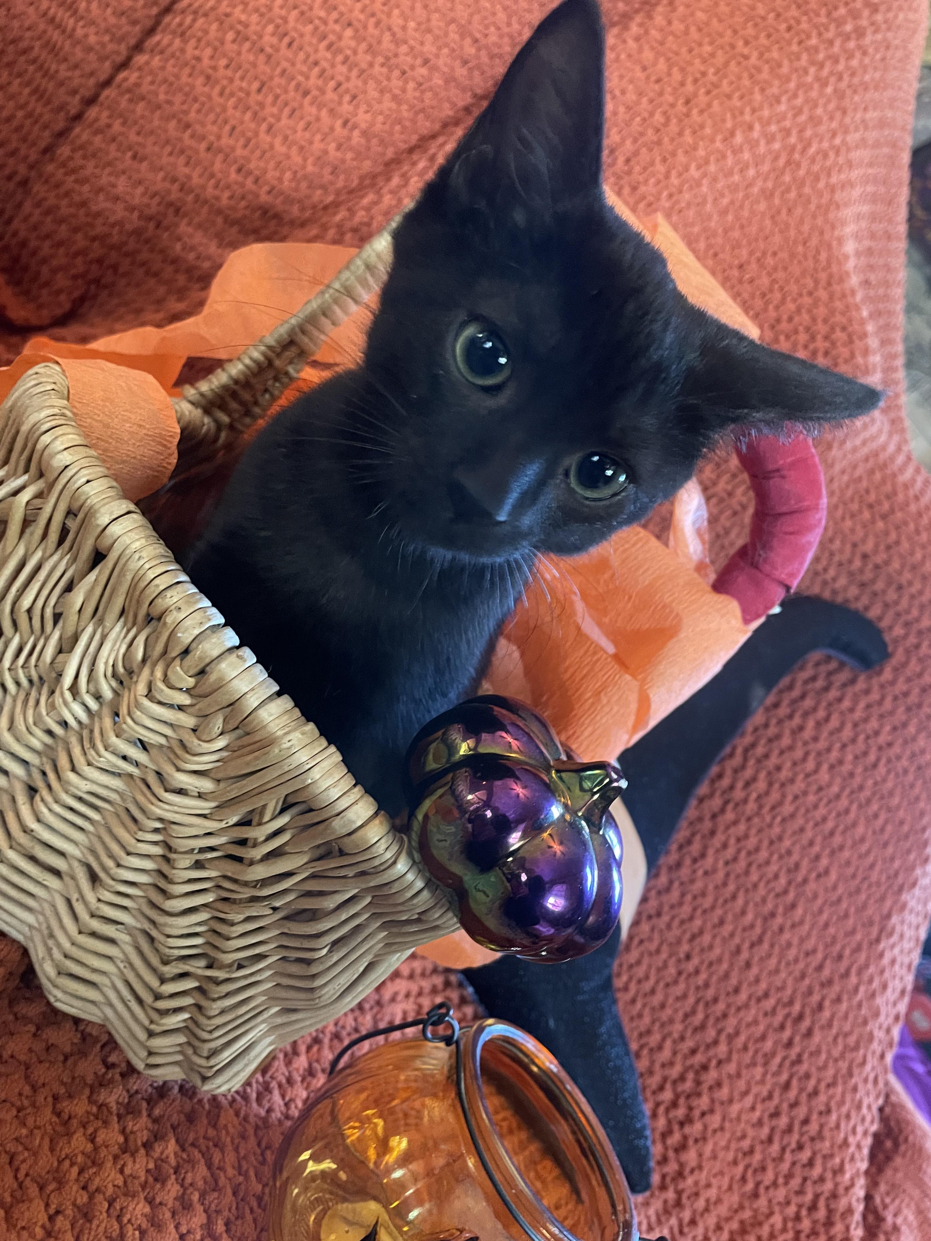 Sasha, a Adopted mixed breed in Cincinnati, OH image 2/4