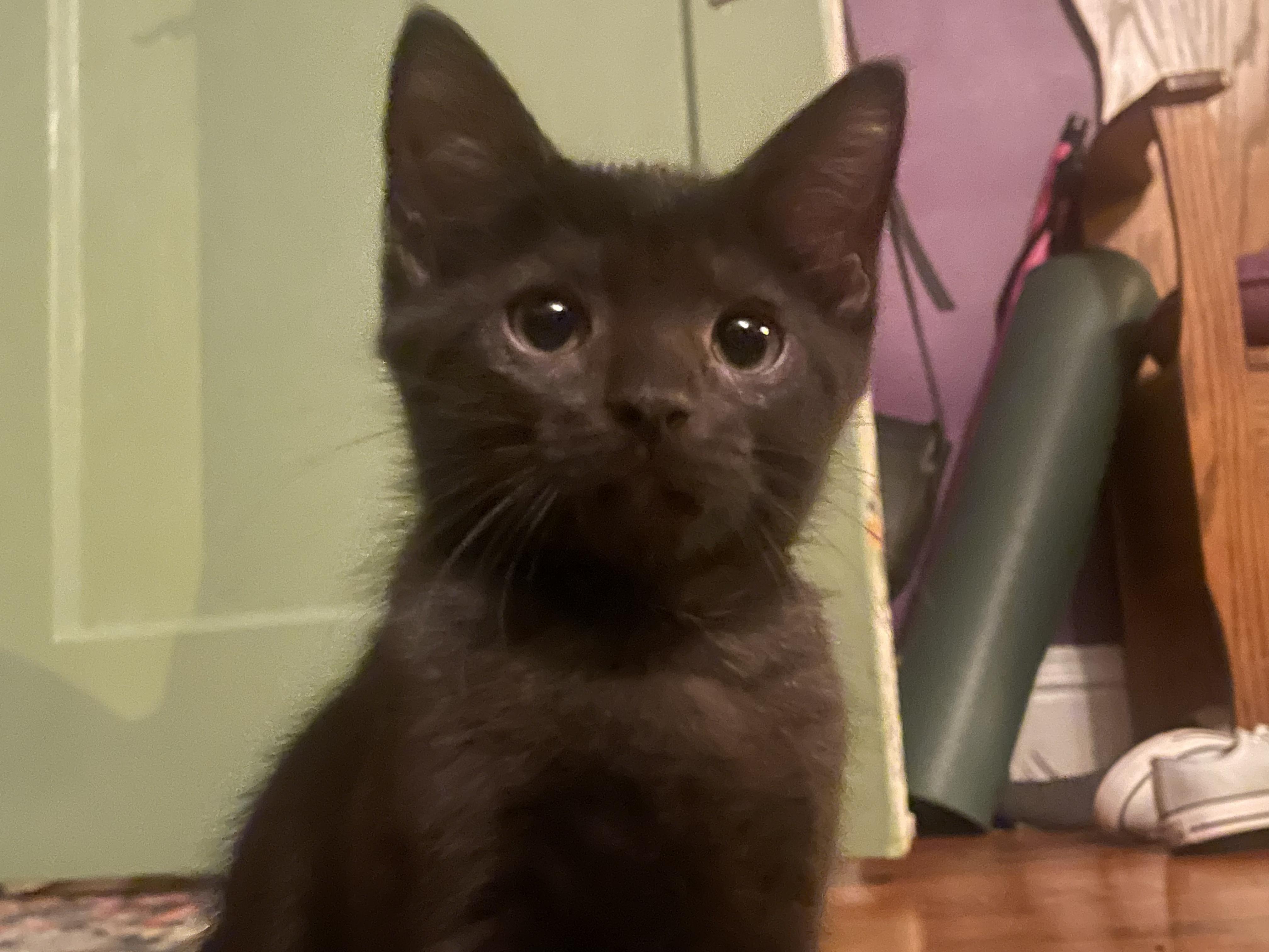 Sasha, a Adopted mixed breed in Cincinnati, OH image 3/4