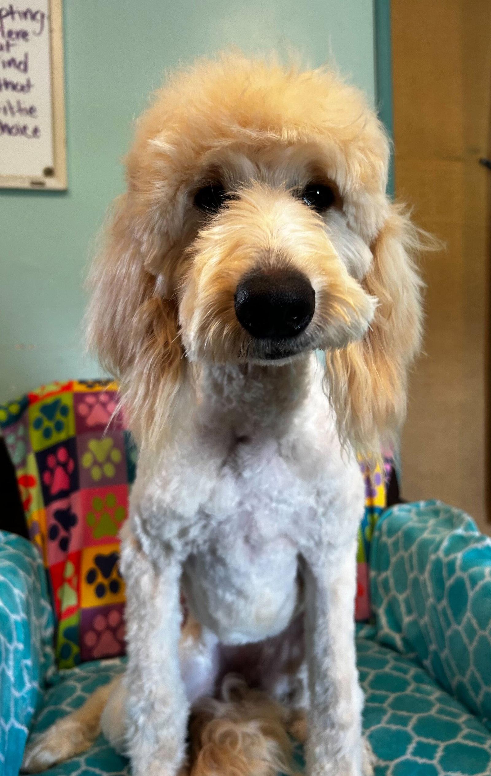 Chloe Feb 26, Adoptable, Young Female Standard Poodle & Golden Retriever.