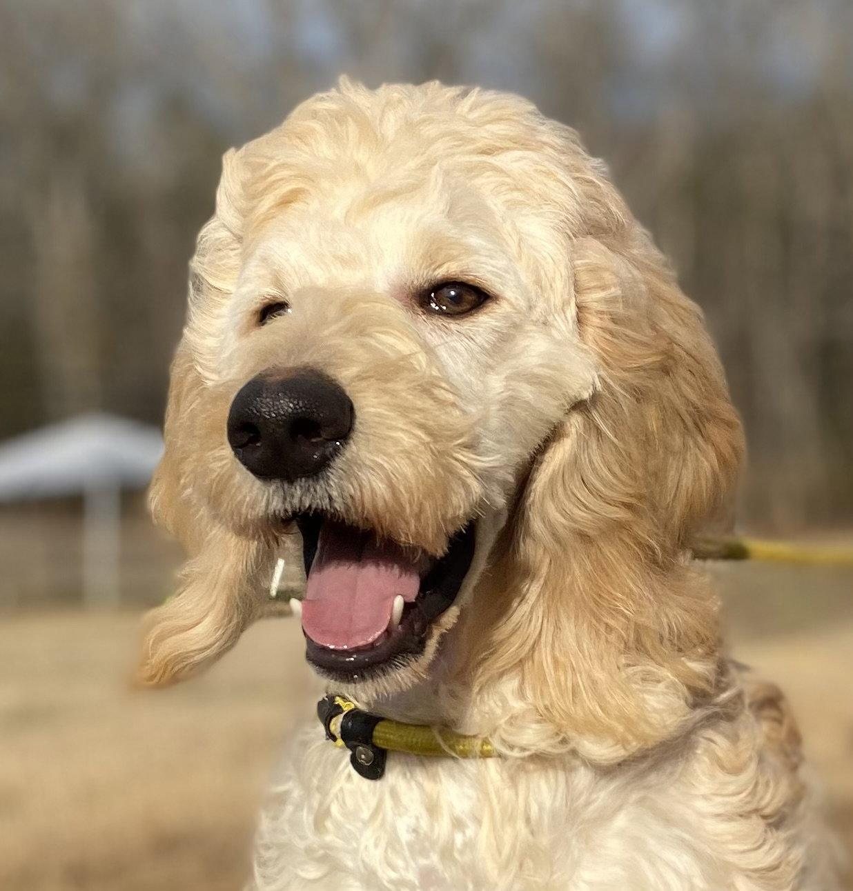 Enlarge Chloe Feb 26, a Adoptable mixed breed in Pacolet, SC image 2/3
