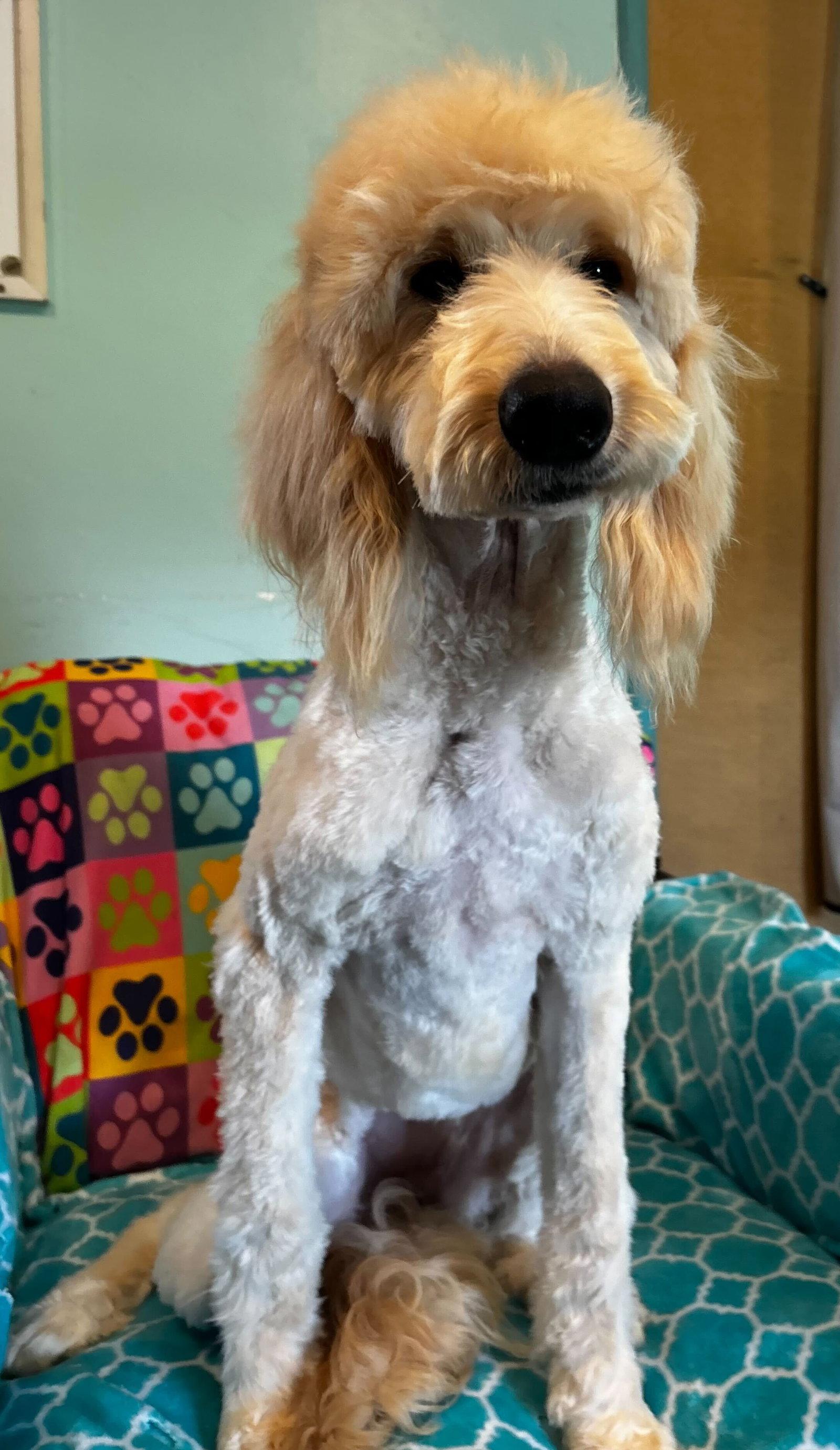 Enlarge Chloe Feb 26, a Adoptable mixed breed in Pacolet, SC image 3/3