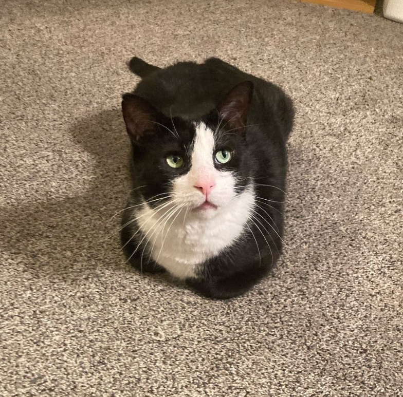 Houdini Handsome, a Adoptable Domestic Short Hair in Philadelphia, PA image 2/6