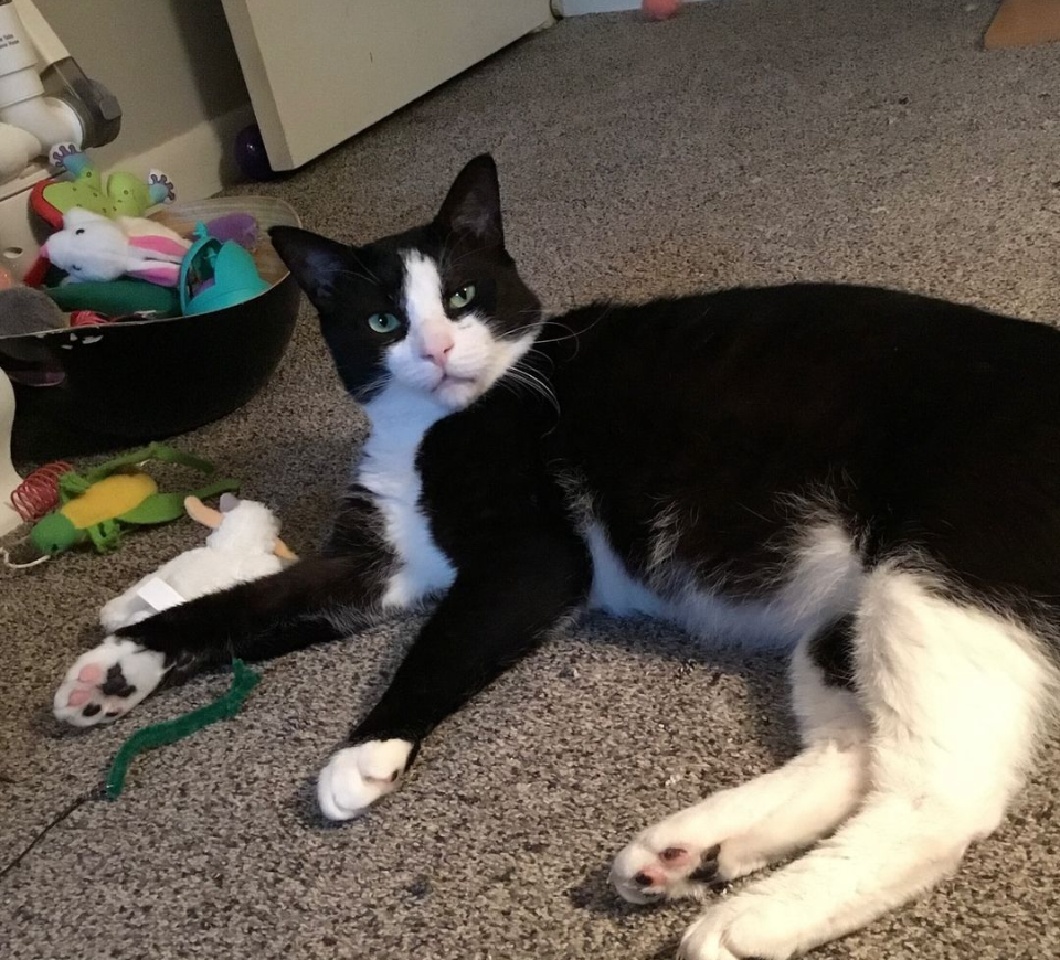 Houdini Handsome, a Adoptable Domestic Short Hair in Philadelphia, PA image 3/6