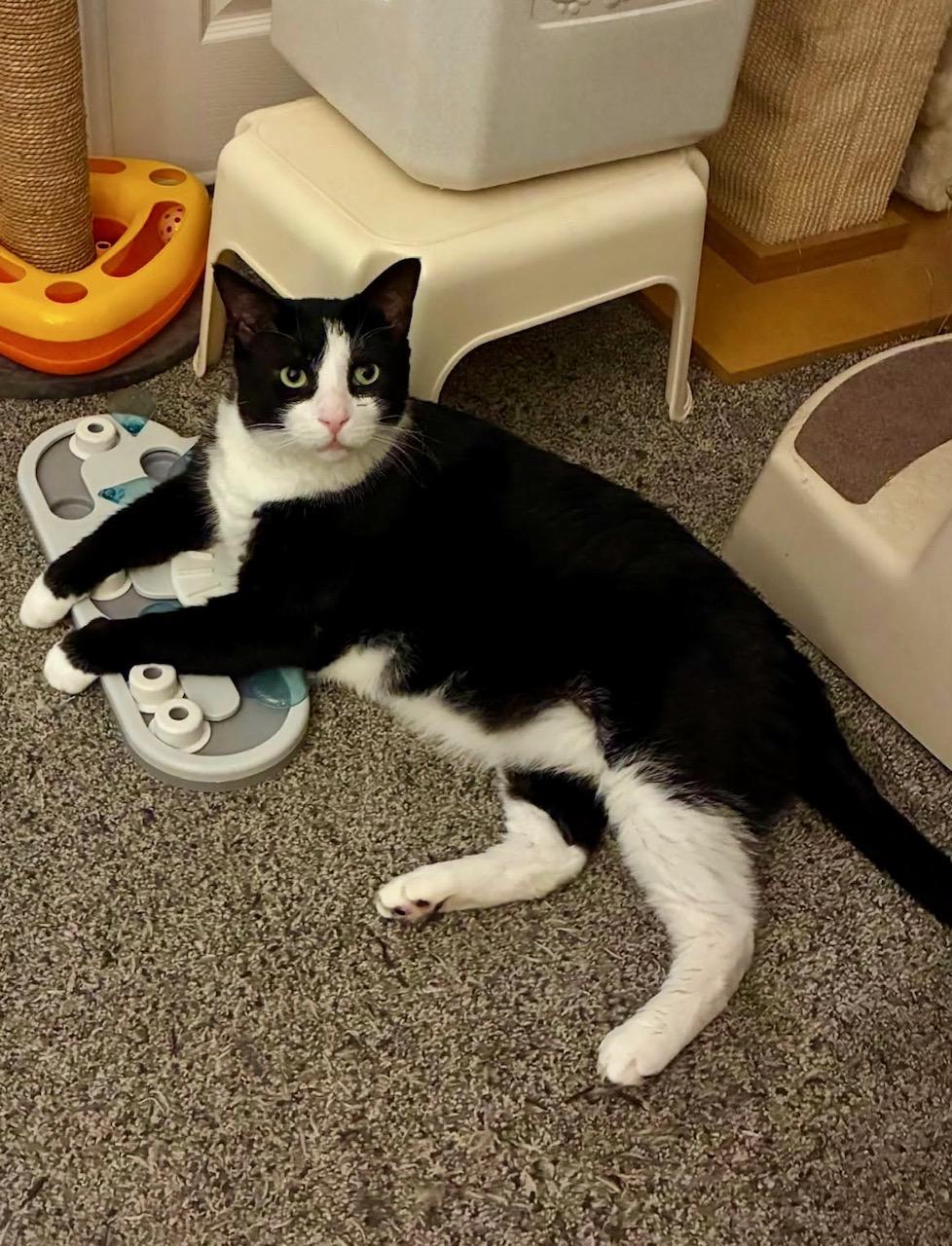 Enlarge Houdini Handsome, a Adoptable Domestic Short Hair in Philadelphia, PA image 2/6