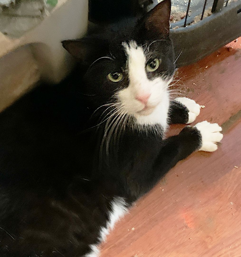 Houdini Handsome, a Adoptable Domestic Short Hair in Philadelphia, PA image 5/6