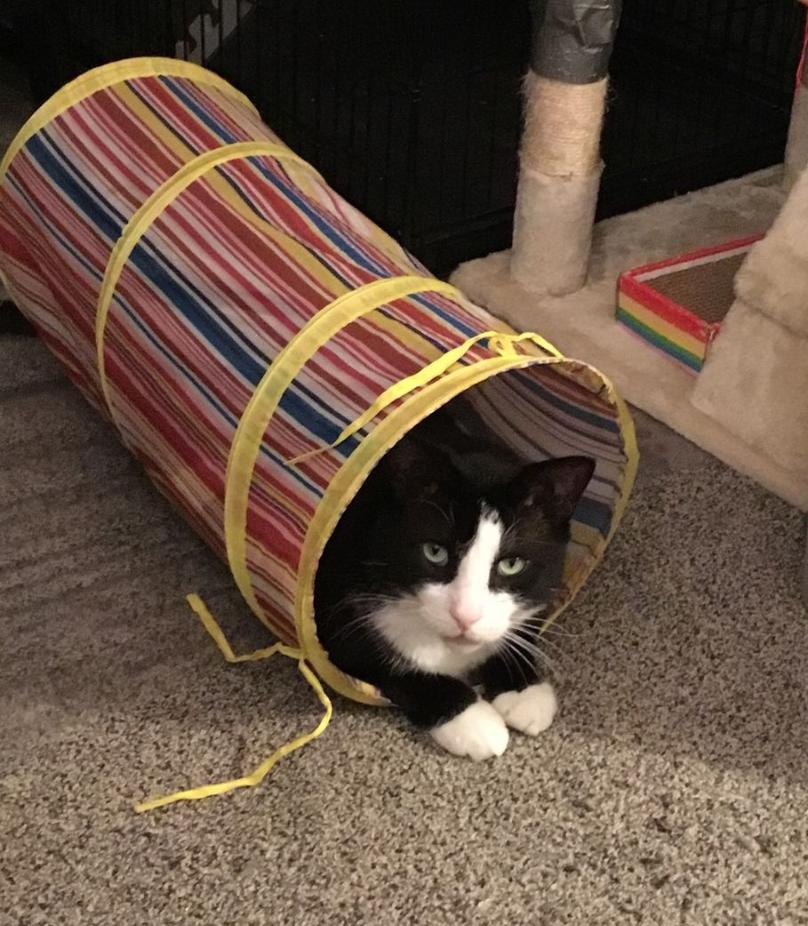 Houdini Handsome, a Adoptable Domestic Short Hair in Philadelphia, PA image 4/6