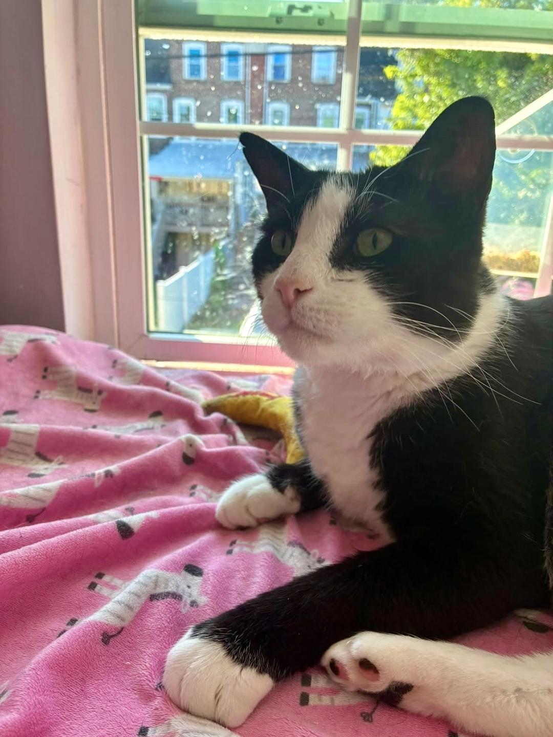 Enlarge Houdini Handsome, a Adoptable Domestic Short Hair in Philadelphia, PA image 3/6