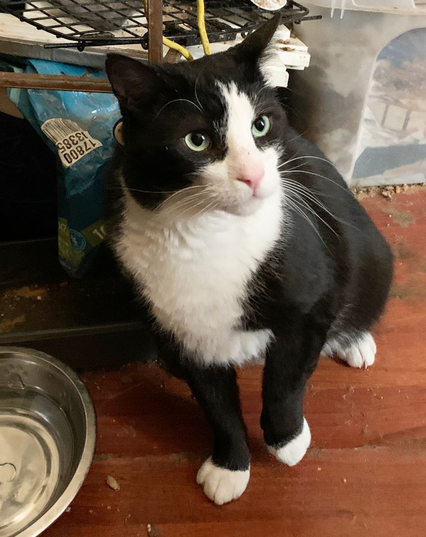 Houdini Handsome, a Adoptable Domestic Short Hair in Philadelphia, PA image 6/6