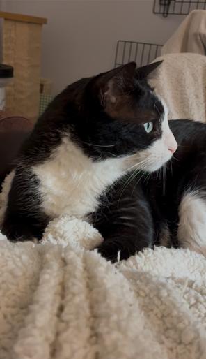 Enlarge Houdini Handsome, a Adoptable Domestic Short Hair in Philadelphia, PA image 6/6