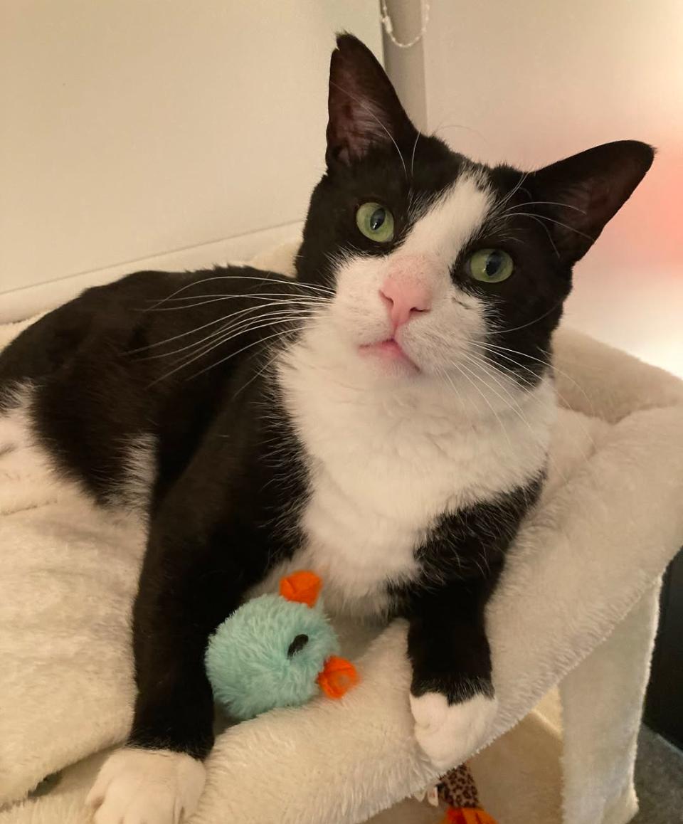 Houdini Handsome, a Adoptable Domestic Short Hair in Philadelphia, PA image 1/6