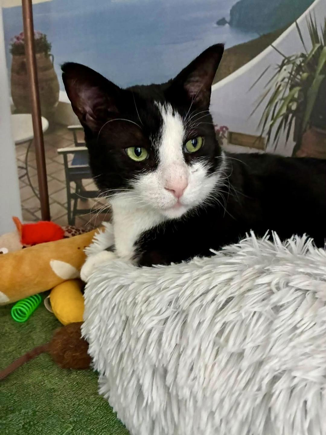 Enlarge Houdini Handsome, a Adoptable Domestic Short Hair in Philadelphia, PA image 6/6
