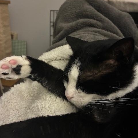 Enlarge Houdini Handsome, a Adoptable Domestic Short Hair in Philadelphia, PA image 2/6