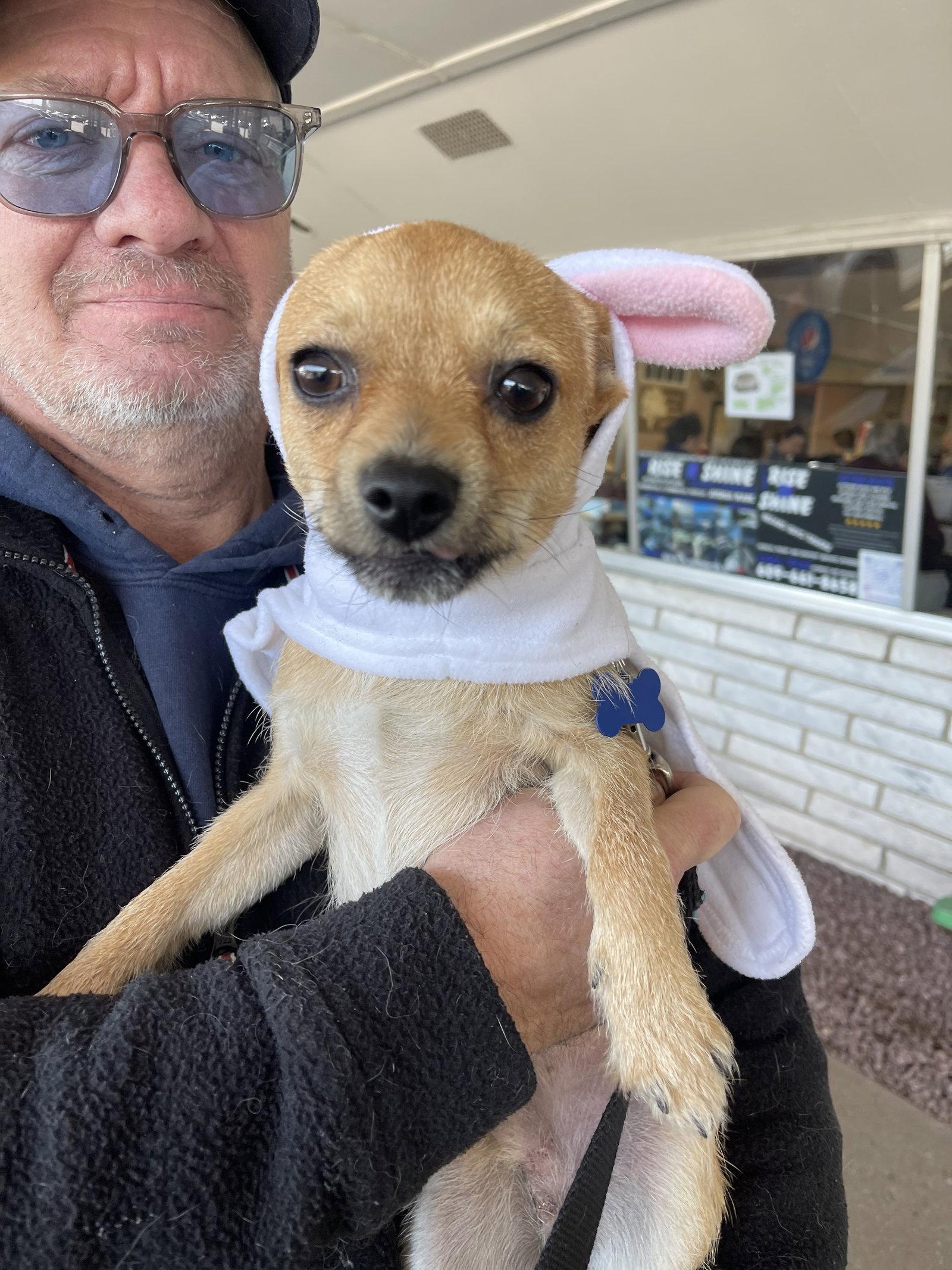 Enlarge Rusty (Chi), a Adoptable Chihuahua in Blackwood, NJ image 1/3