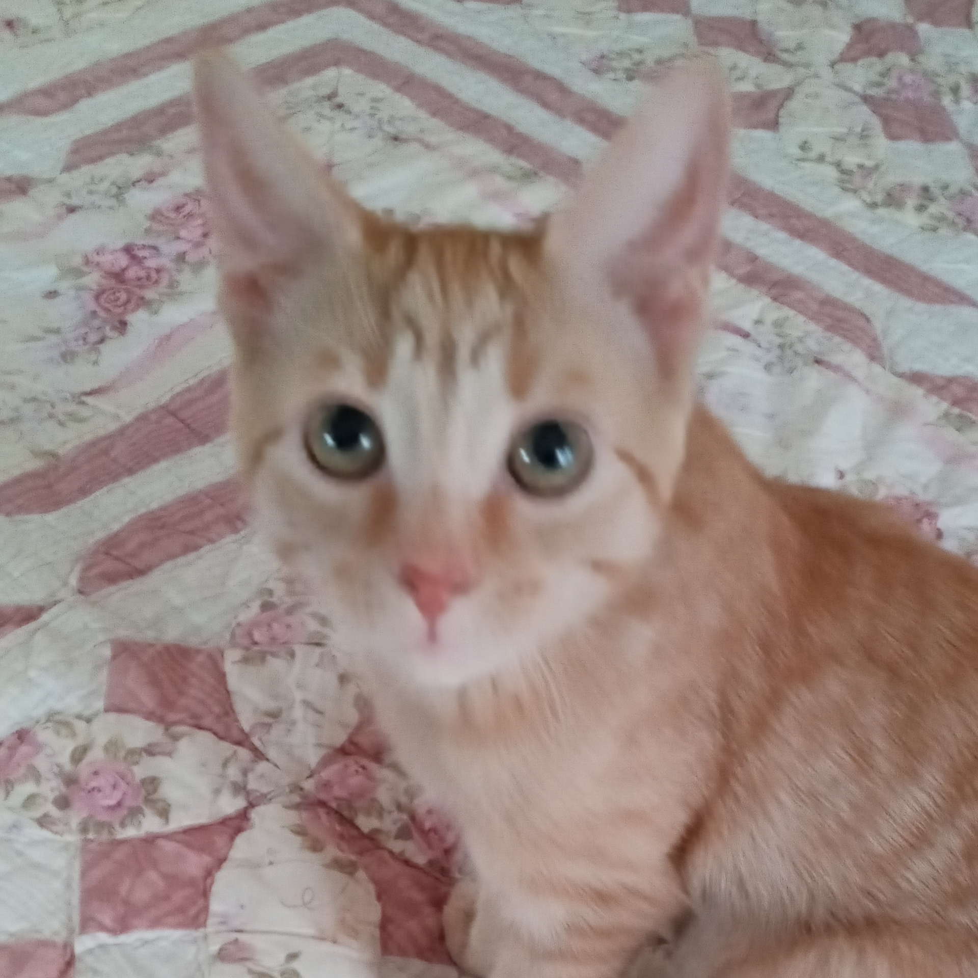 Sunny, Adopted, Young Female Tabby.